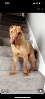 Lost dog in Lancaster, PA, 17603