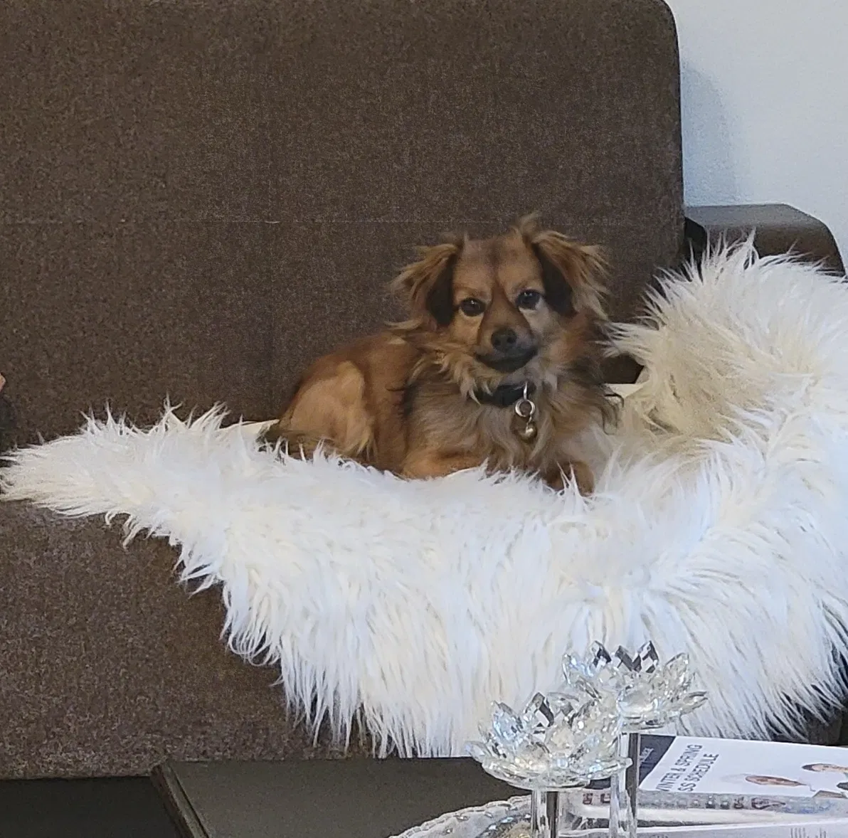Lost dog in Sylmar, CA, 91342