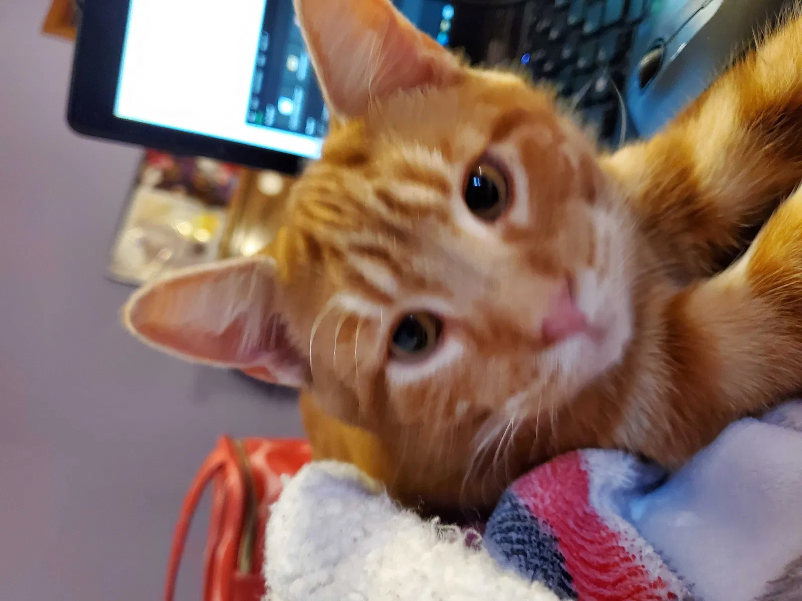 Lost cat in Stillwater, OK, 74074