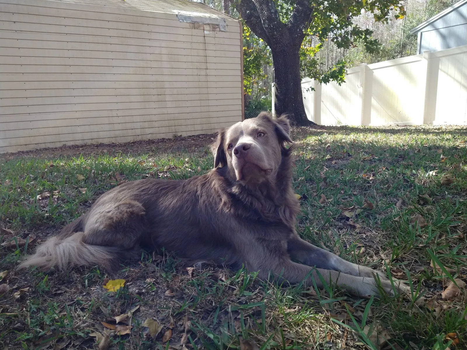 Lost dog in Kissimmee, FL, 34747