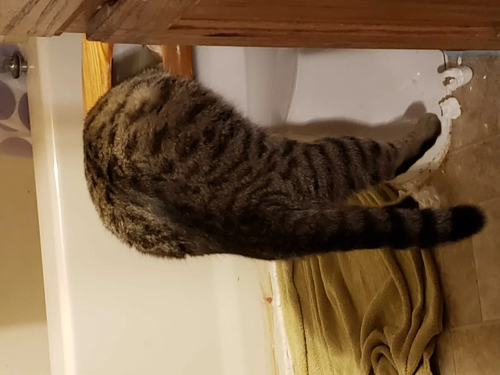 Lost cat in Stillwater, OK, 74074