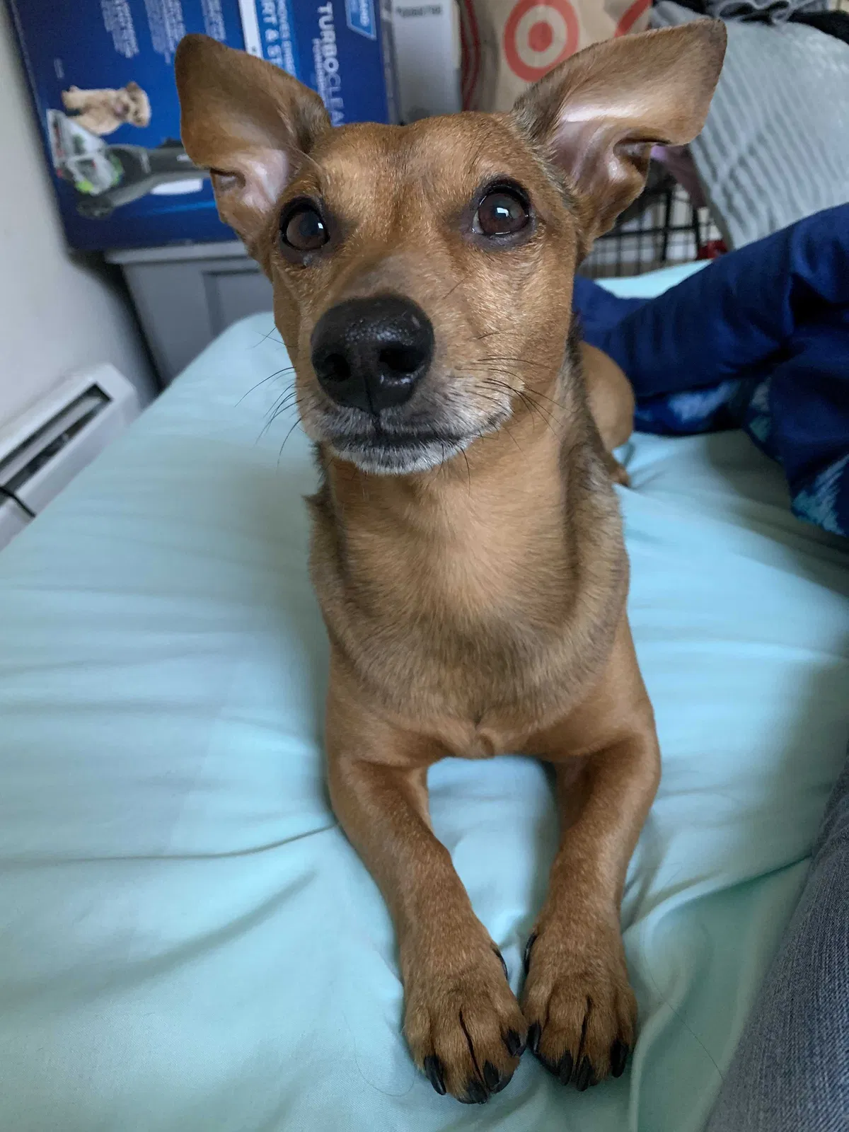 Lost dog in Lowell, MA, 1851