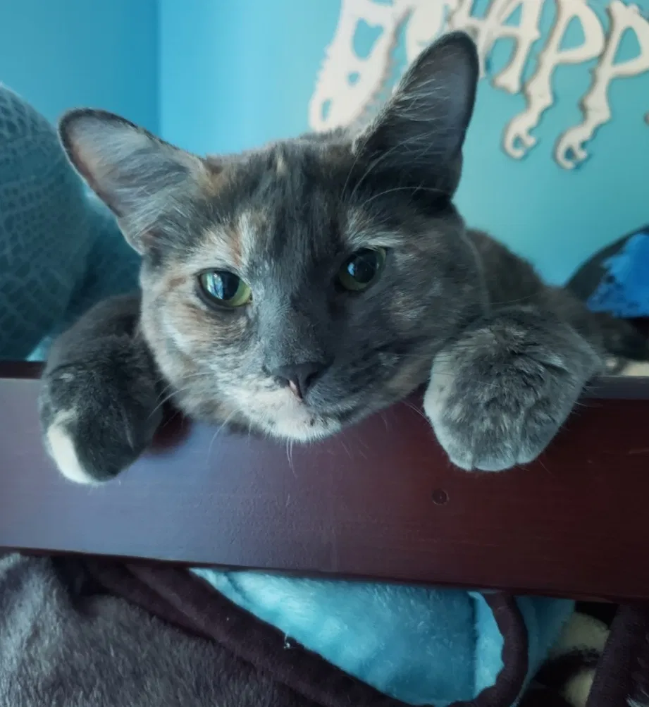 Lost cat in Spotsylvania, VA, 22551