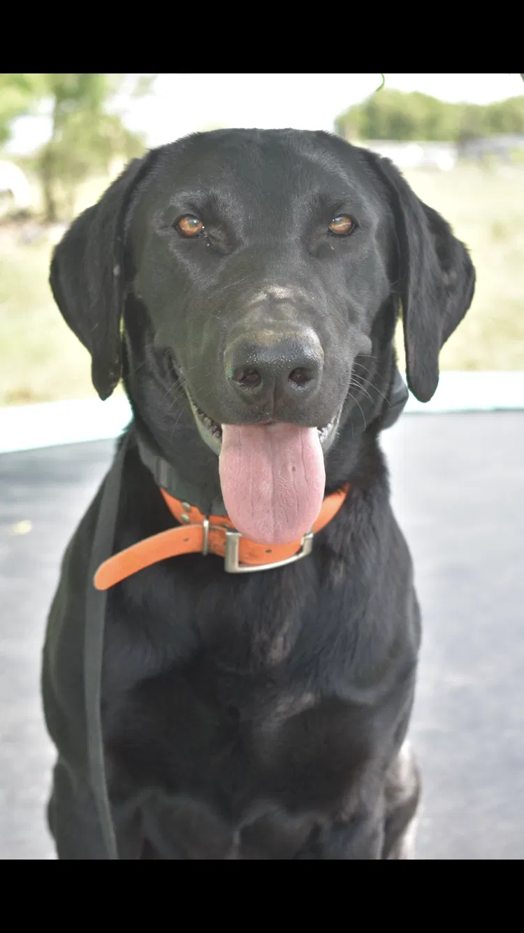 Lost dog in Robstown, TX, 78380