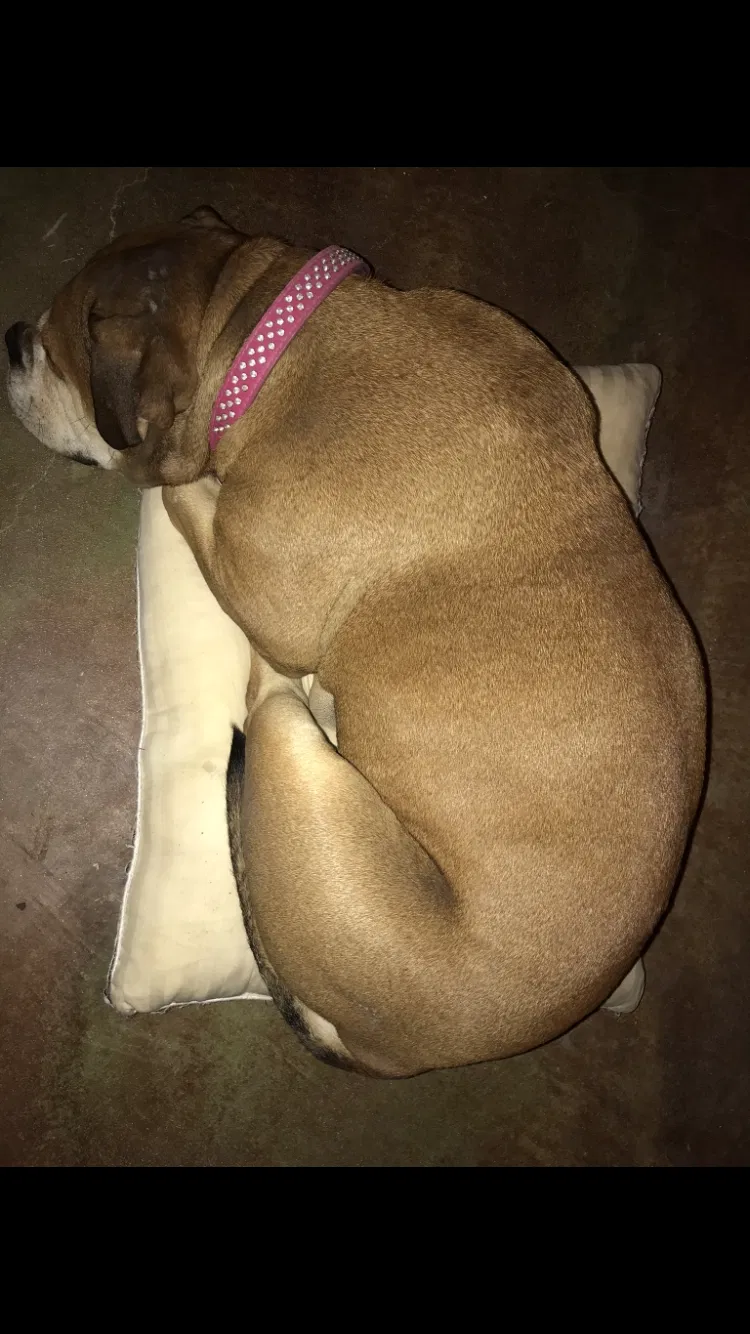 Lost dog in Robstown, TX, 78380