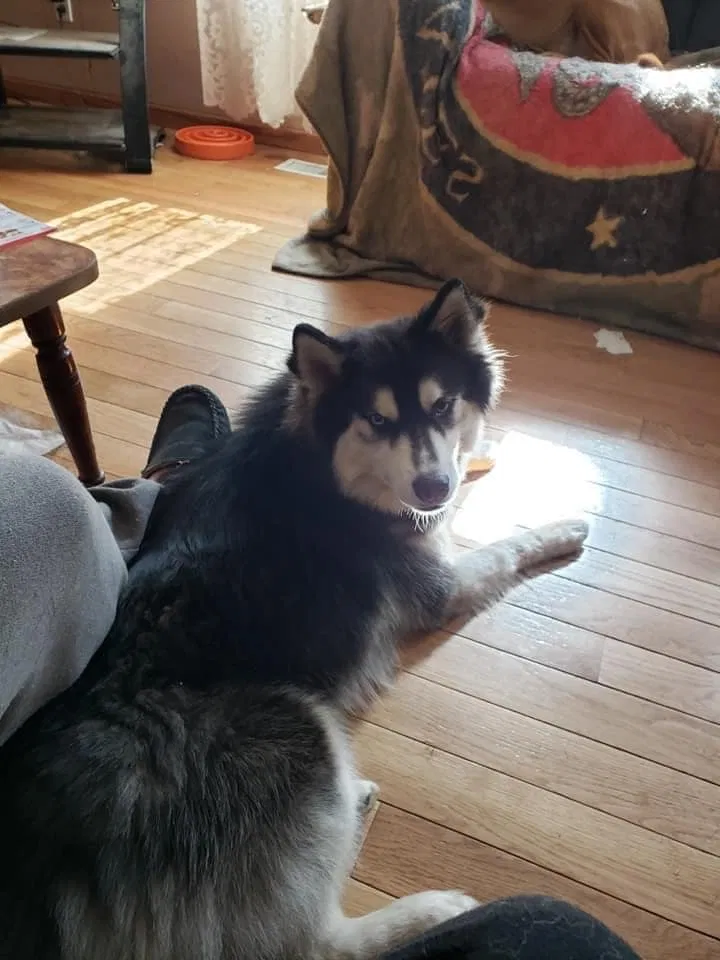 Lost dog in Memphis, TN, 38134