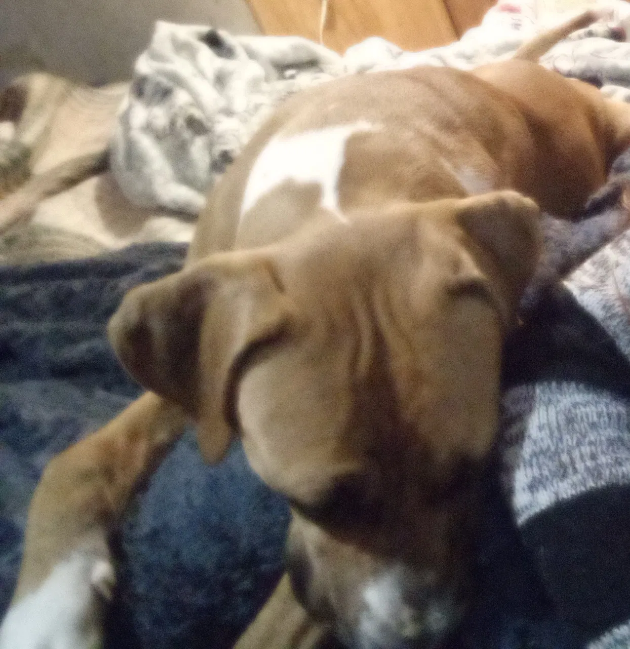 Lost dog in Luling, TX, 78648