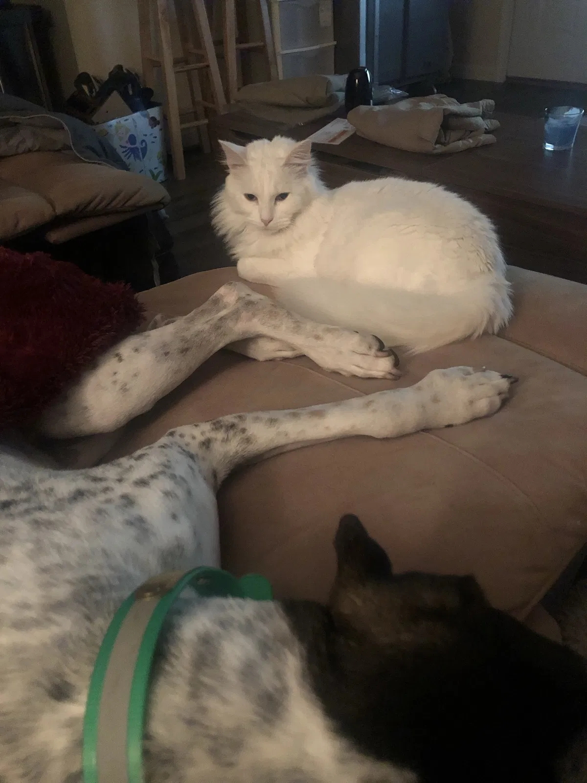 Lost cat in Adairsville, GA, 30103