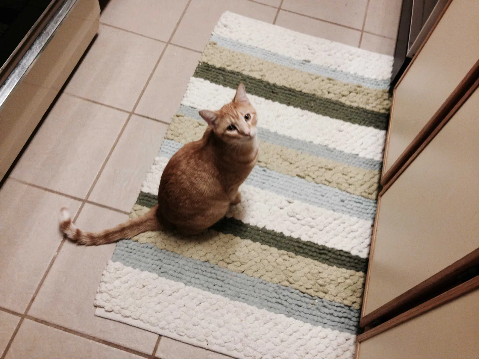 Lost cat in Oklahoma City, OK, 73162