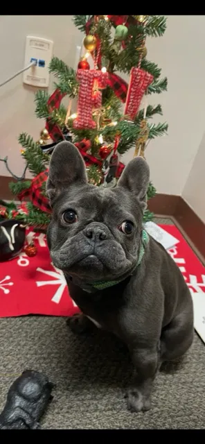 Lost dog in Lancaster, TX, 75146