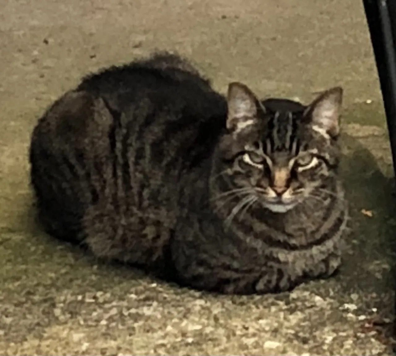 Lost cat in Bedford, OH, 44146