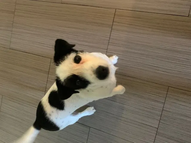 Lost dog in Orlando, FL, 32806