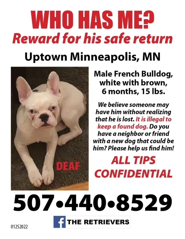 Lost dog in Minneapolis, MN, 55405