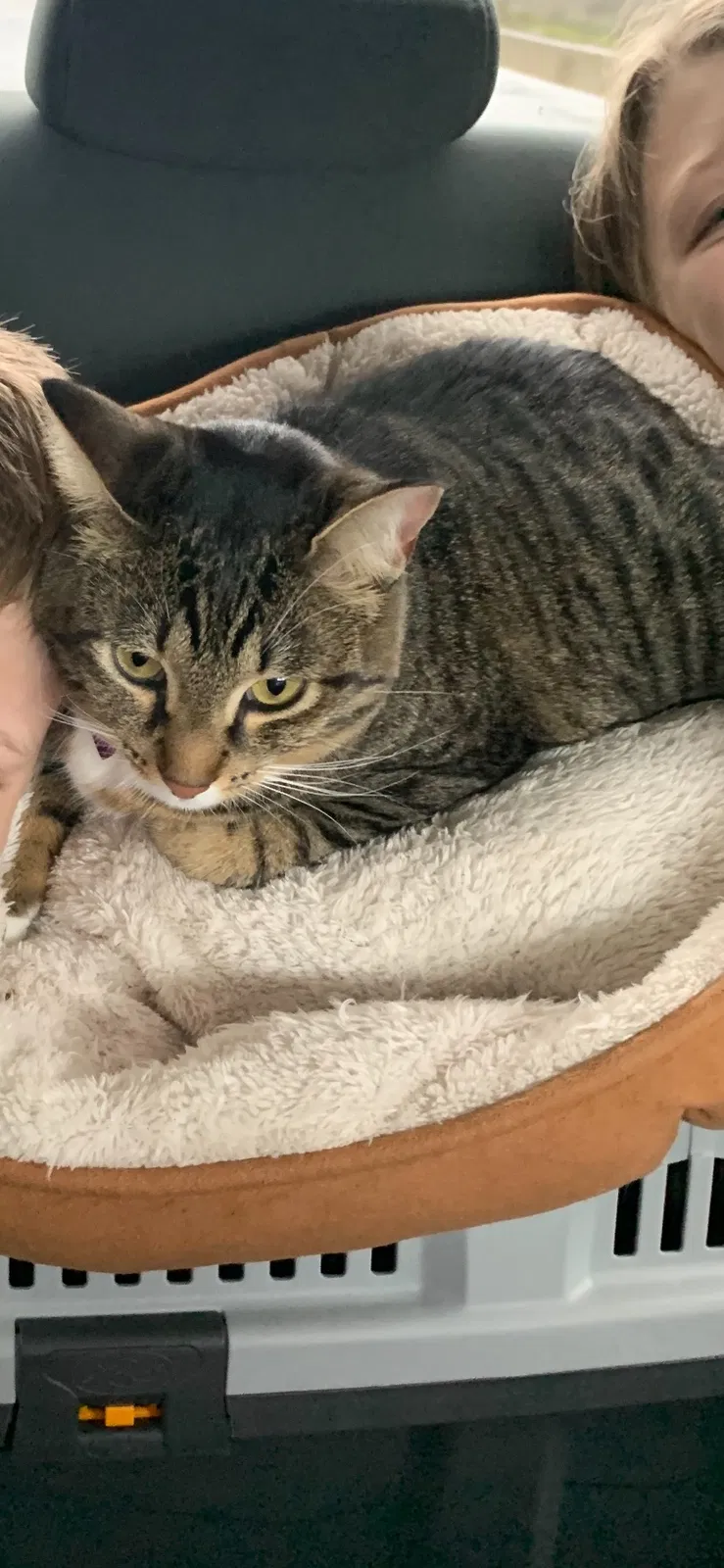 Lost cat in Lynnwood, WA, 98036