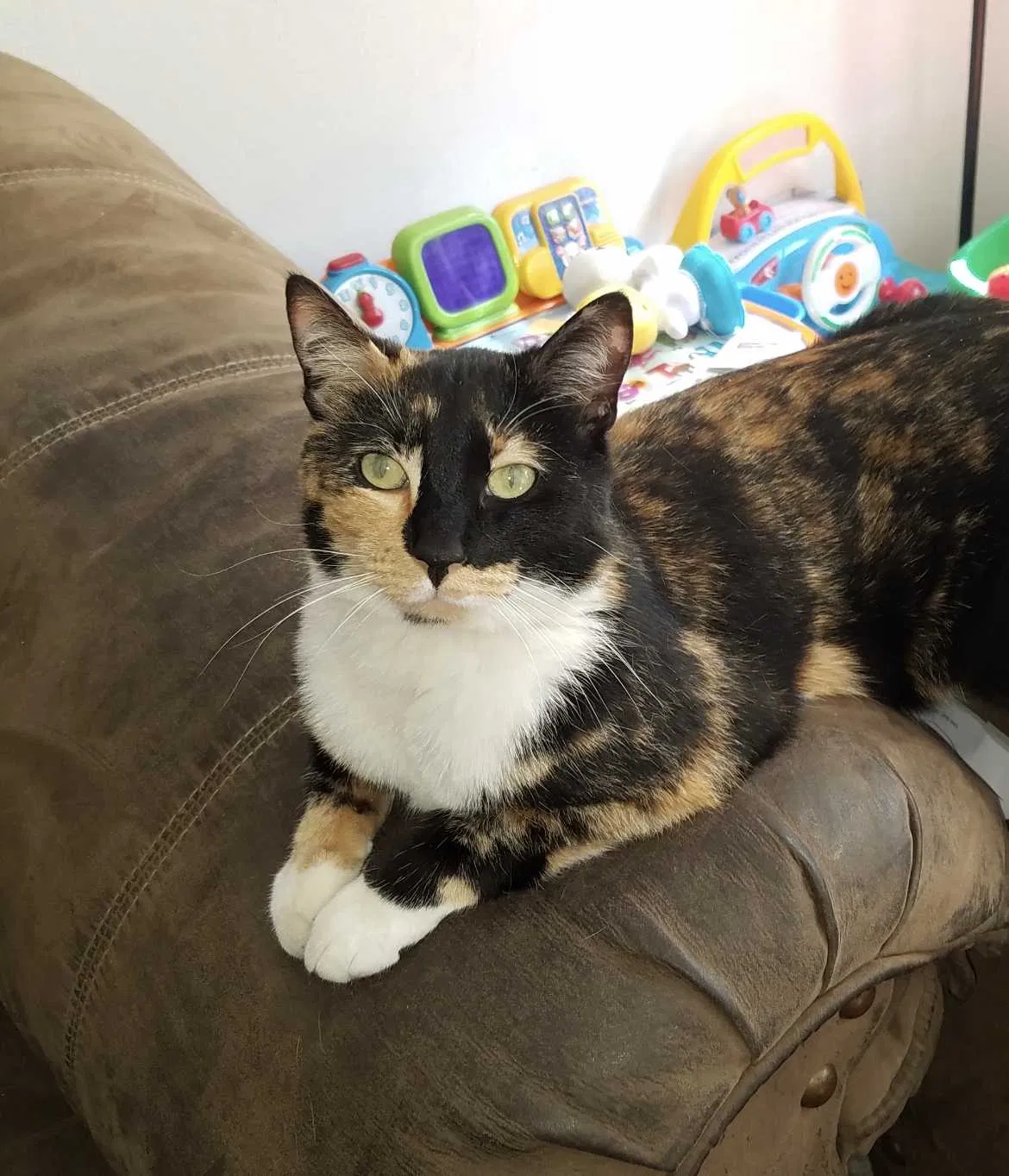 Lost cat in Aurora, CO, 80013