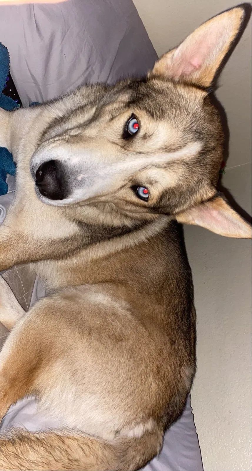 Lost dog in Las Vegas, NV, 89142