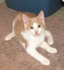 Lost cat in Palmdale, CA, 93550