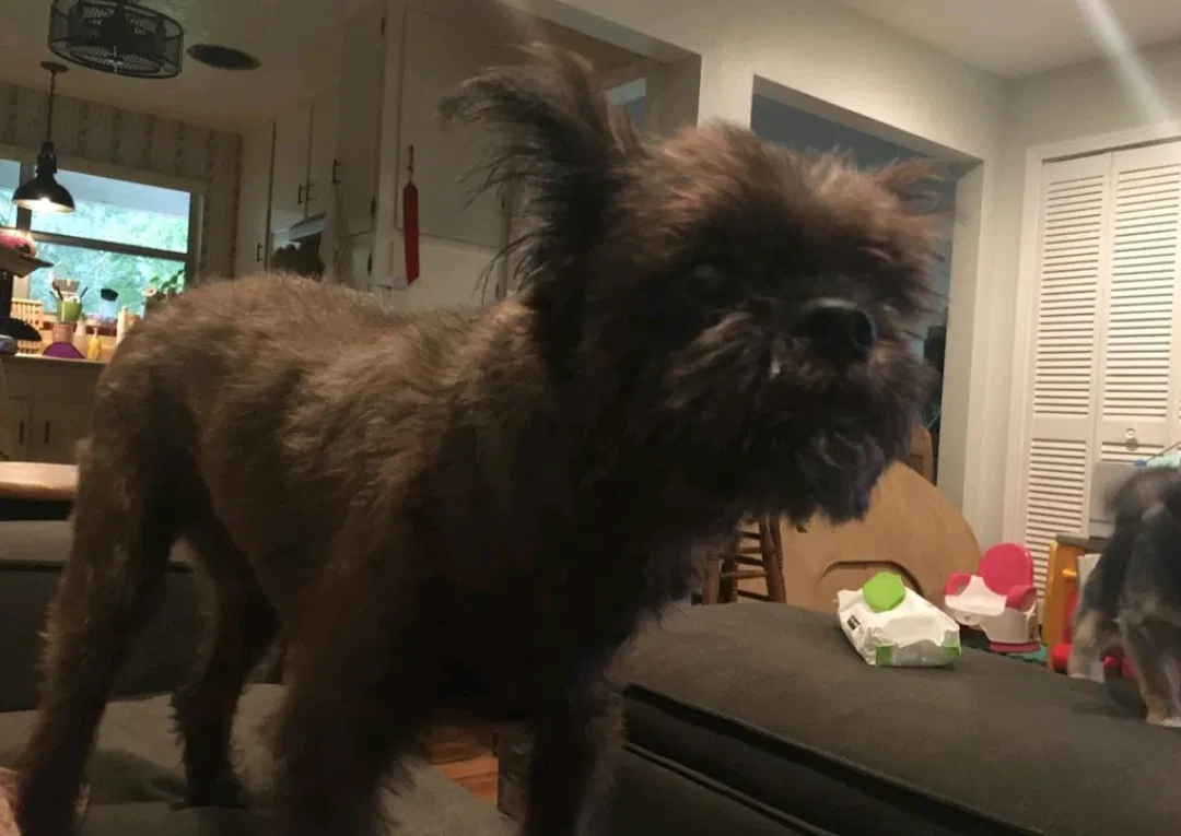 Lost dog in Bartow, FL, 33830