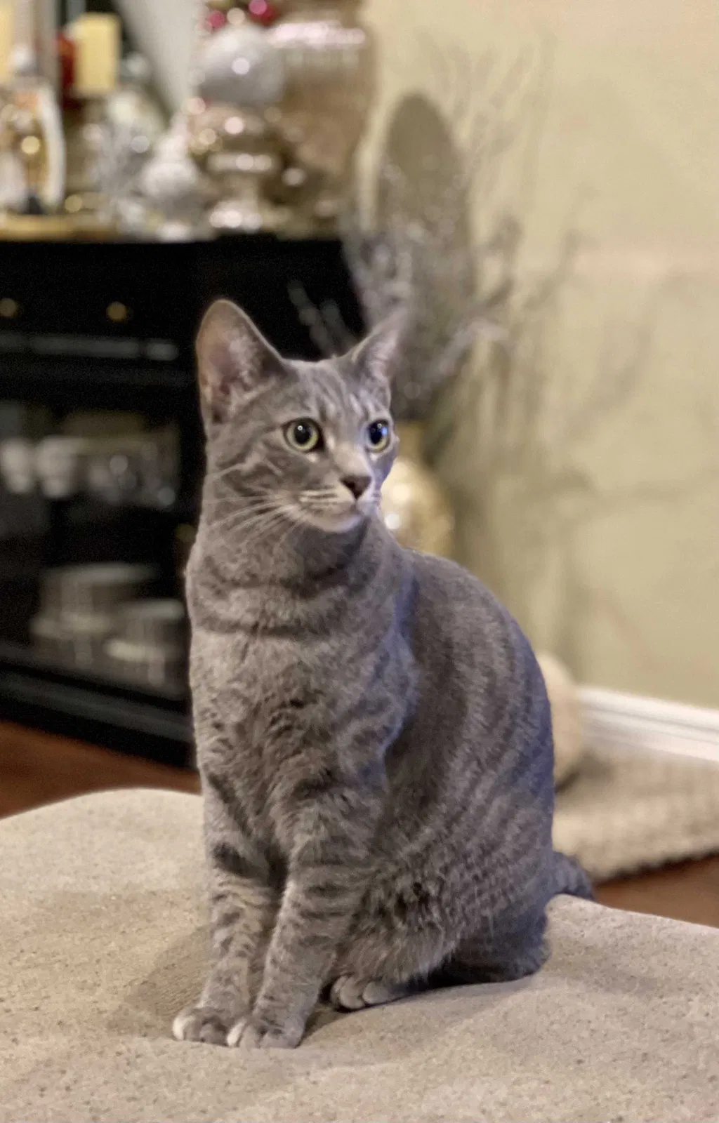 Lost cat in Wilmington, CA, 90744