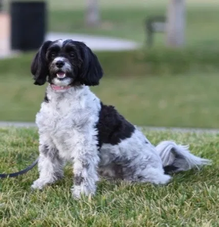 Lost dog in Las Vegas, NV, 89138