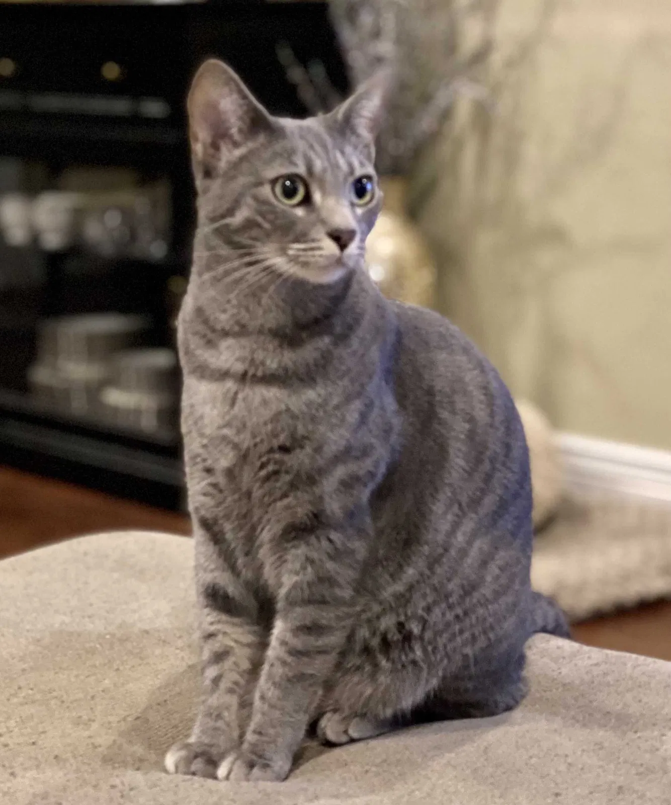 Lost cat in Wilmington, CA, 90744