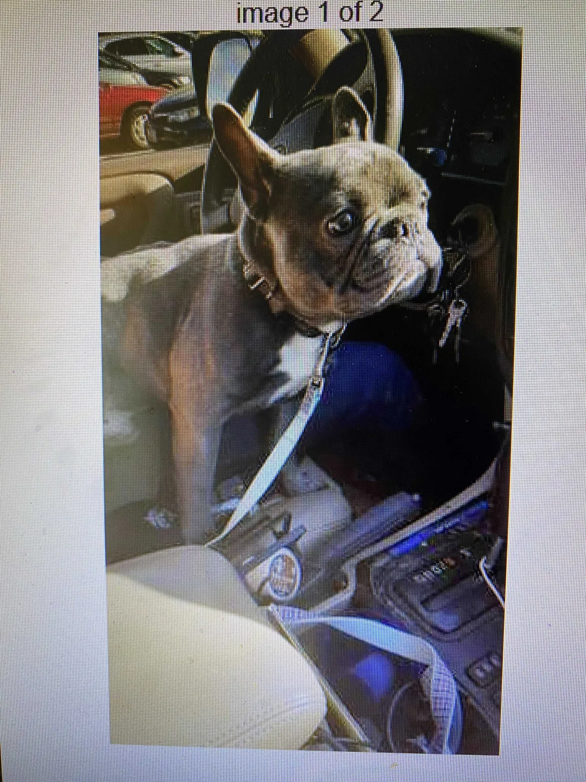 Lost dog in Seattle, WA, 98119