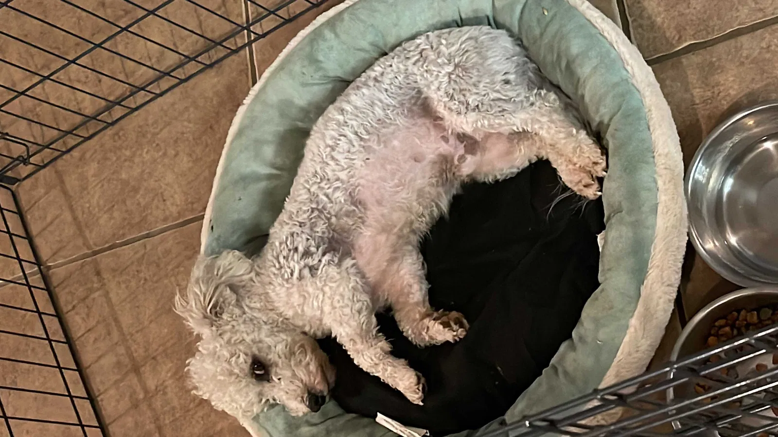 Lost dog in San Antonio, TX, 78232
