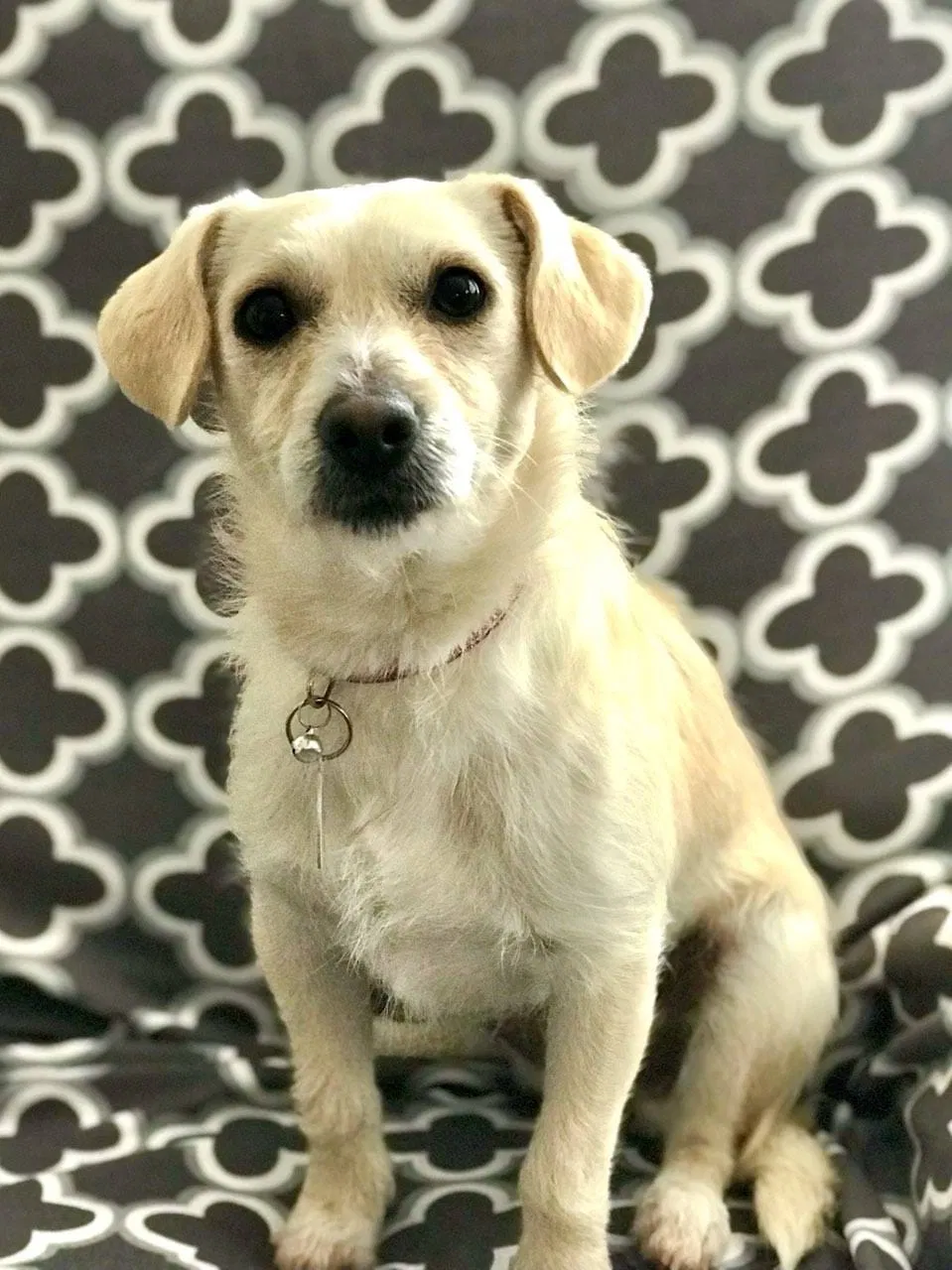 Lost dog in Mountain View, CA, 94041