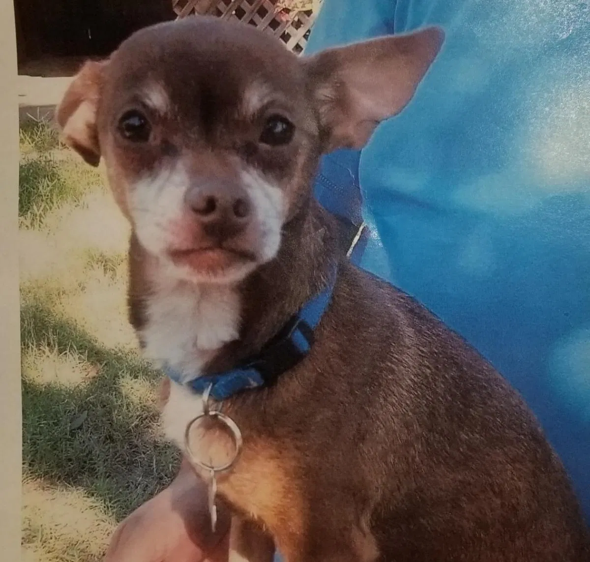 Lost dog in Phoenix, AZ, 85008