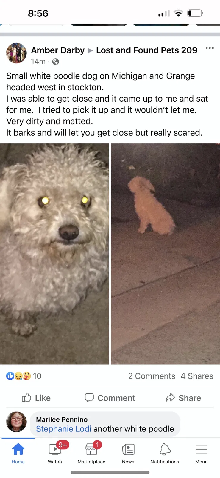 Lost dog in Stockton, CA, 95207