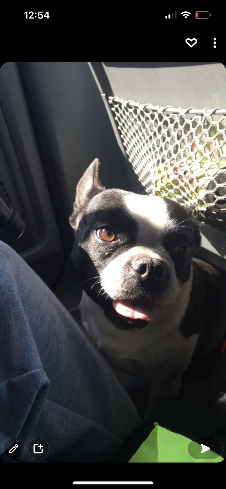 Lost dog in San Diego, CA, 92105
