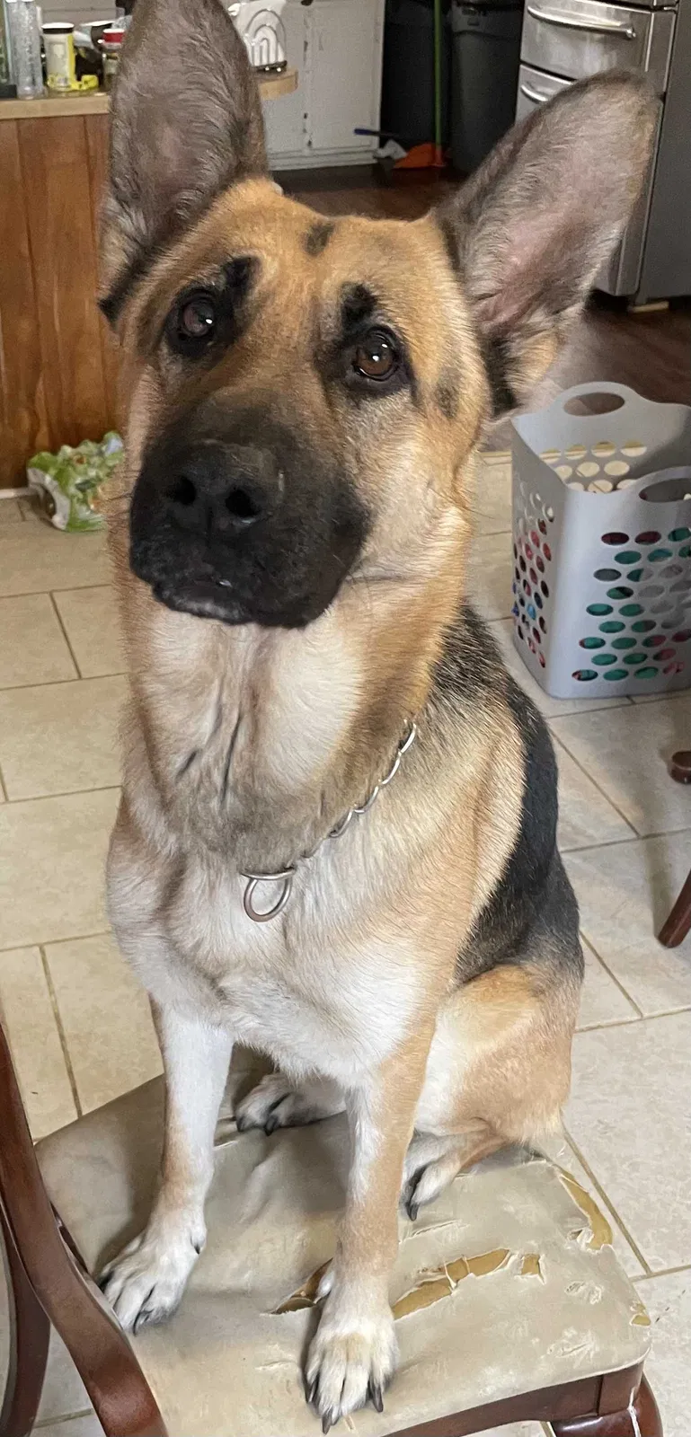 Lost dog in Greensboro, NC, 27405