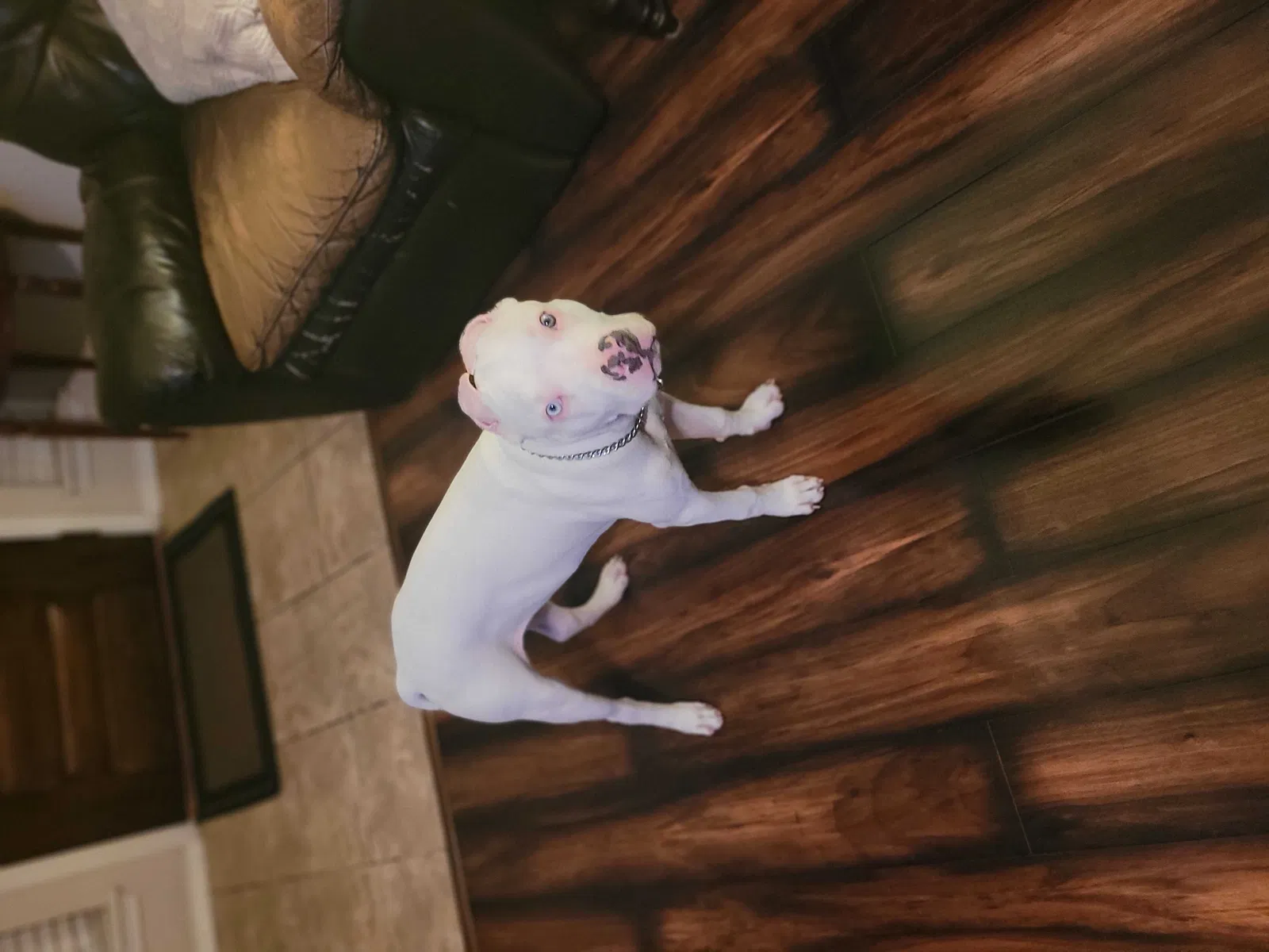 Lost dog in Austin, TX, 78717