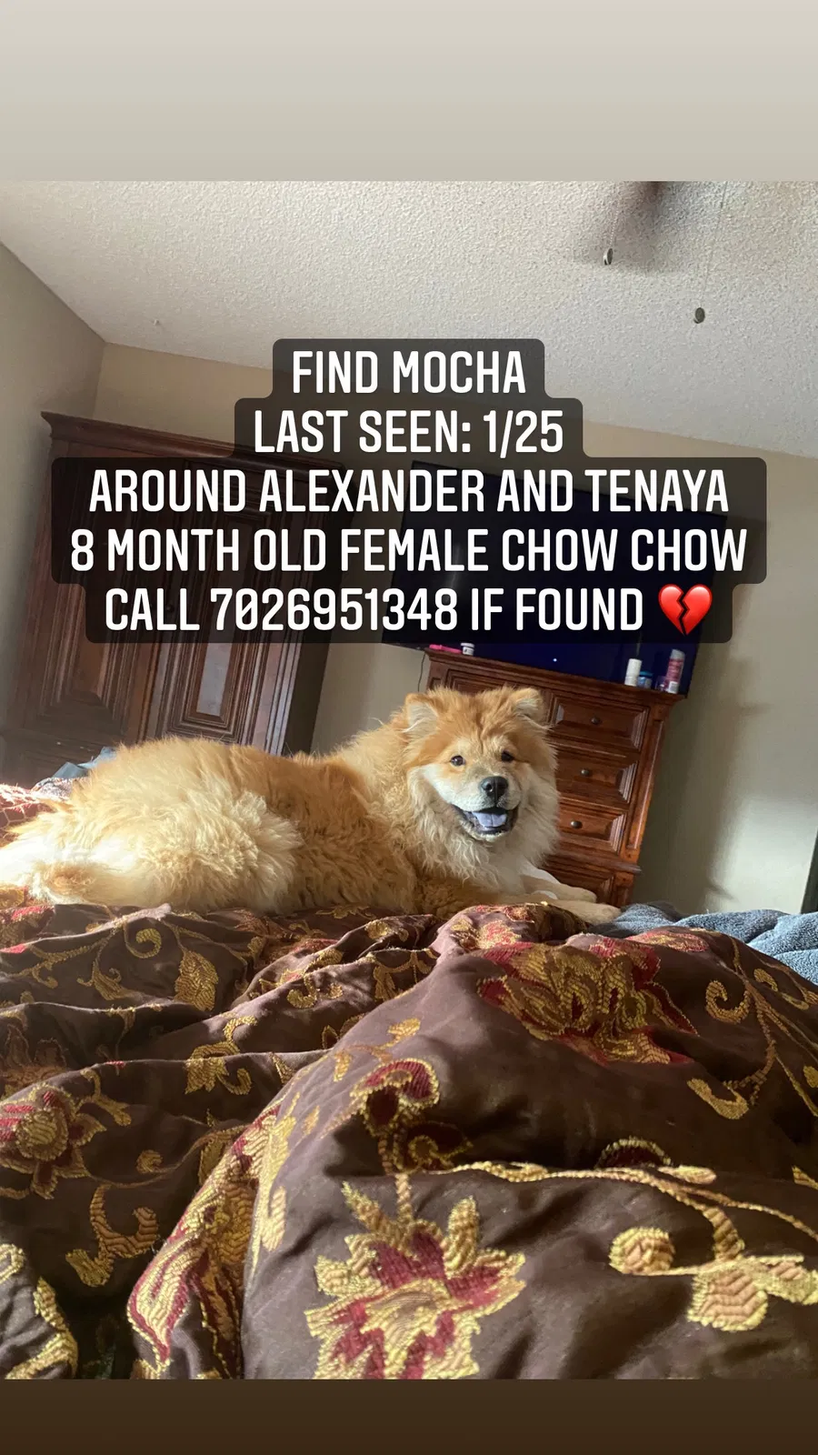 Lost dog in Las Vegas, NV, 89129