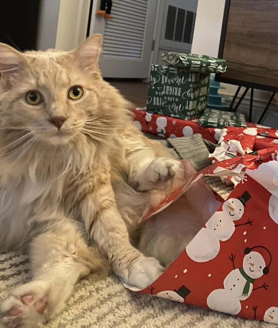 Lost cat in Bloomington, IN, 47401