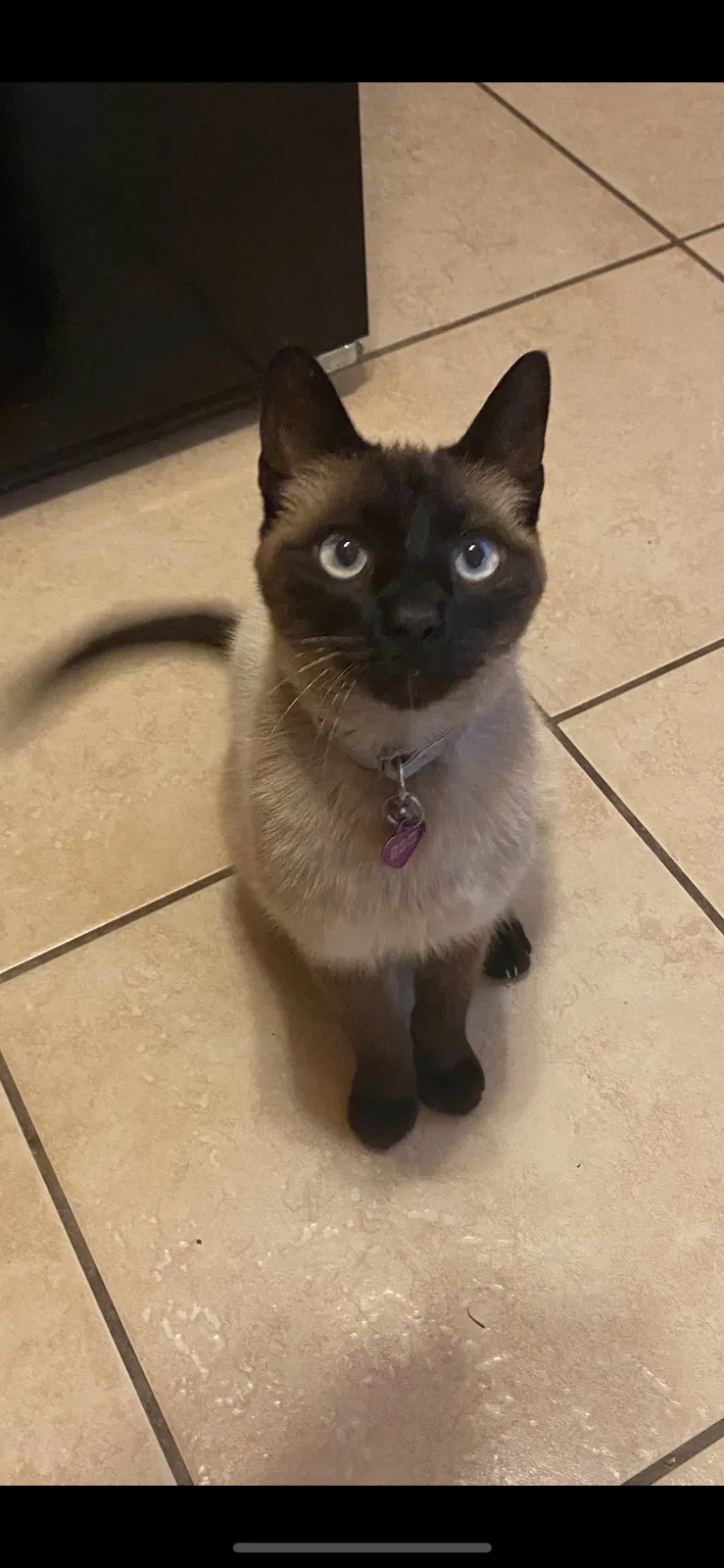 Lost cat in New Orleans, LA, 70115