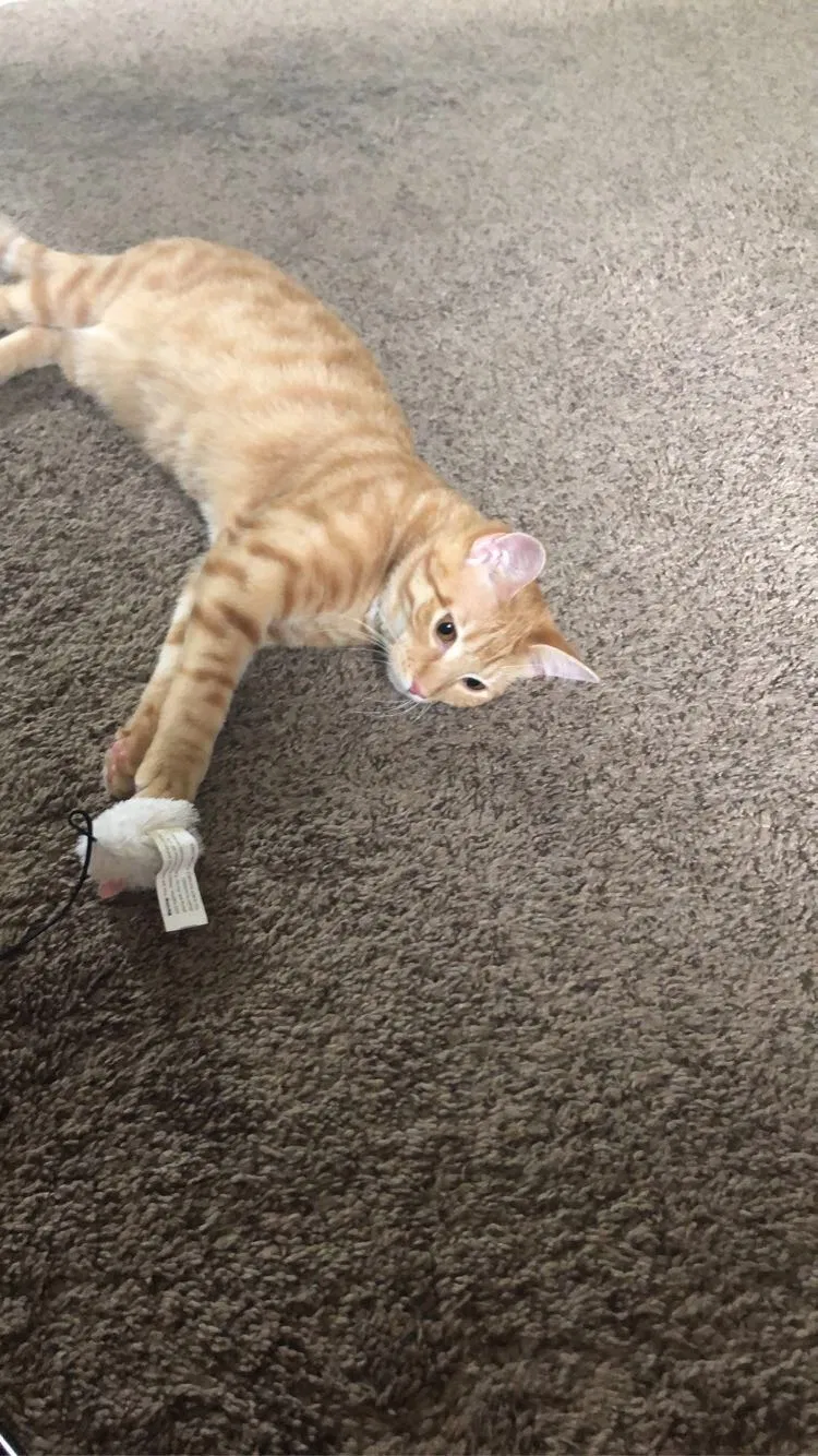 Lost cat in Marion, IN, 46953