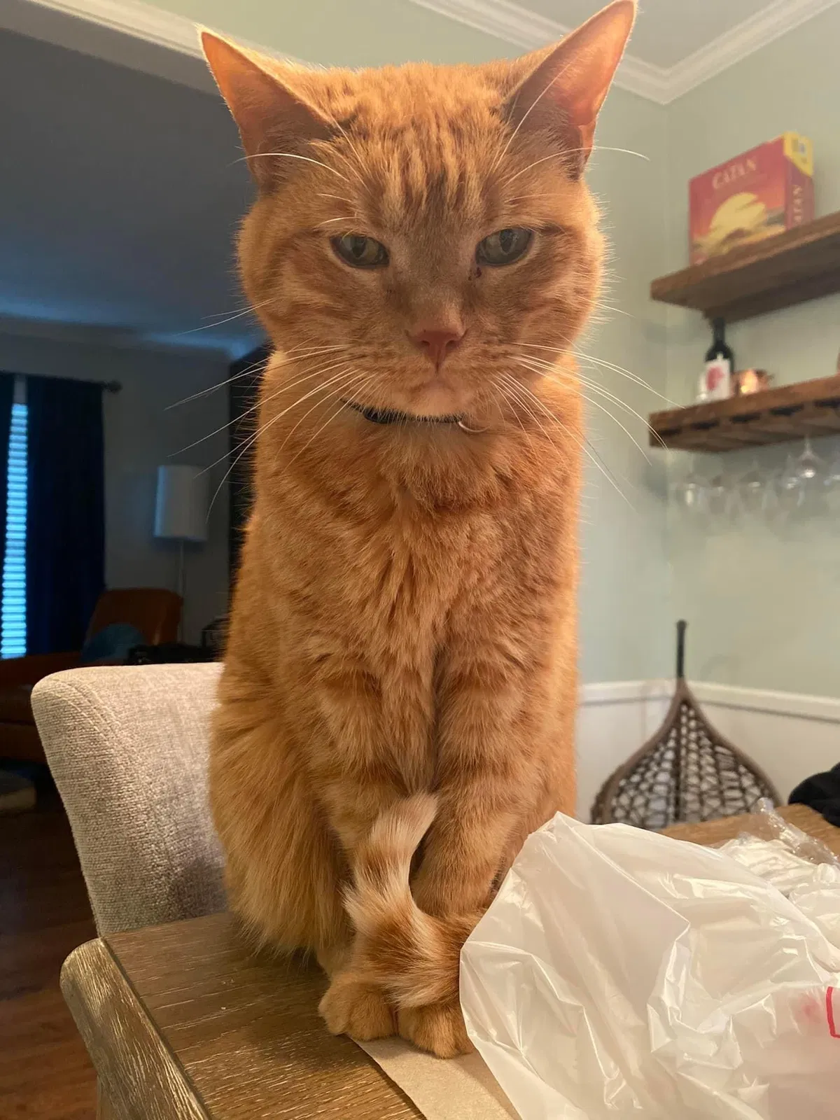 Lost cat in Overland Park, KS, 66207