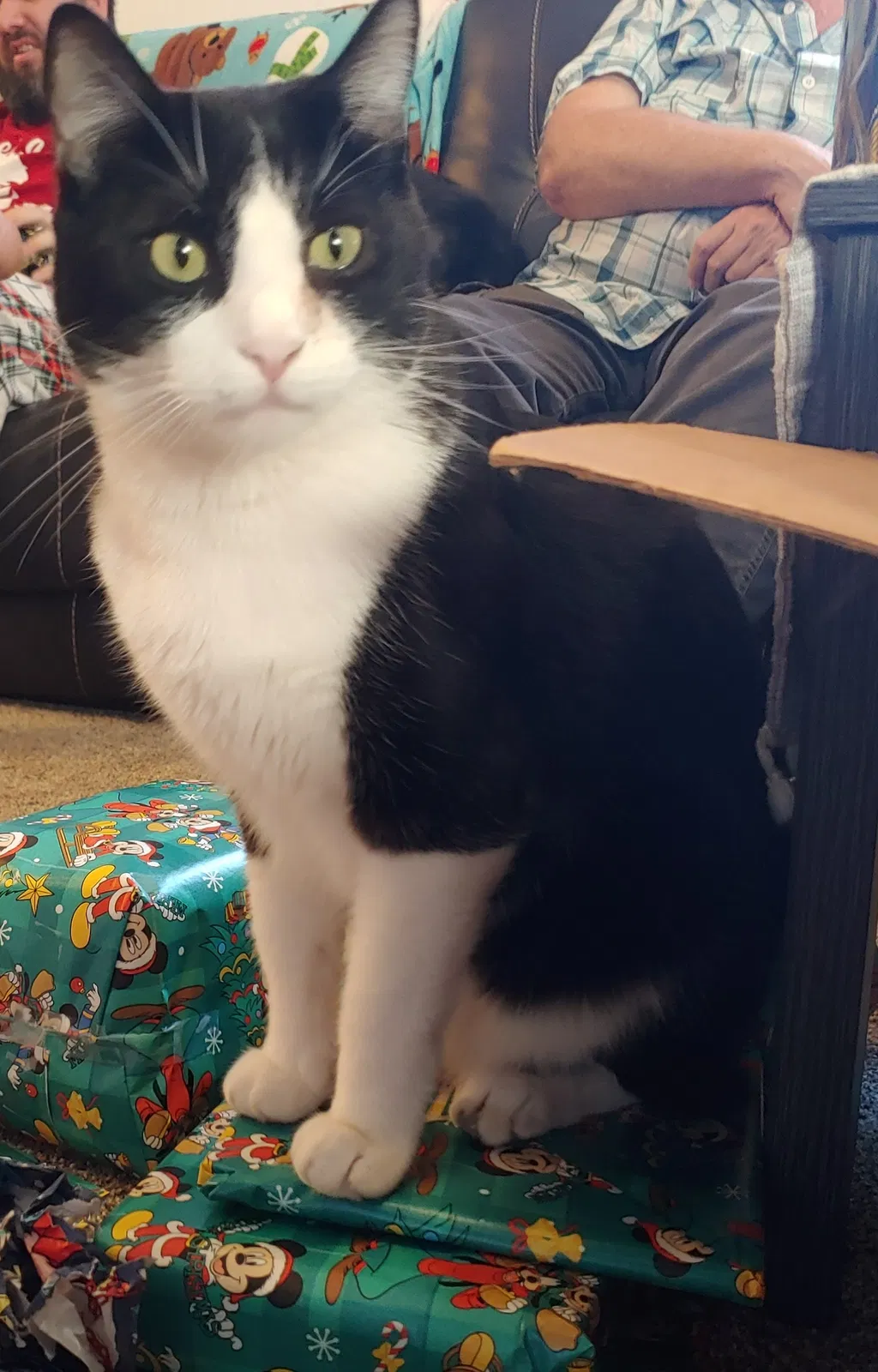 Lost cat in Davenport, FL, 33896
