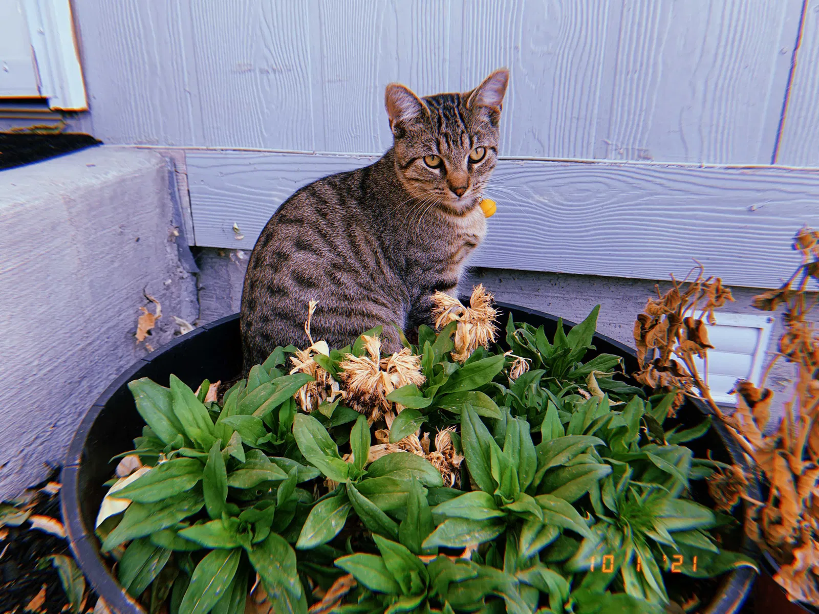 Lost cat in Melba, ID, 83641