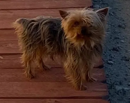 Lost dog in Upland, CA, 91786