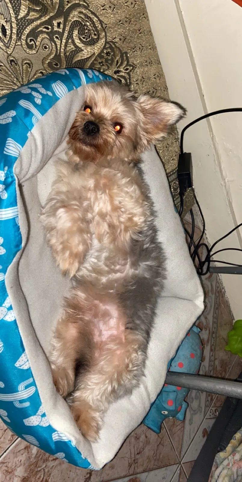 Lost dog in Miami, FL, 33150