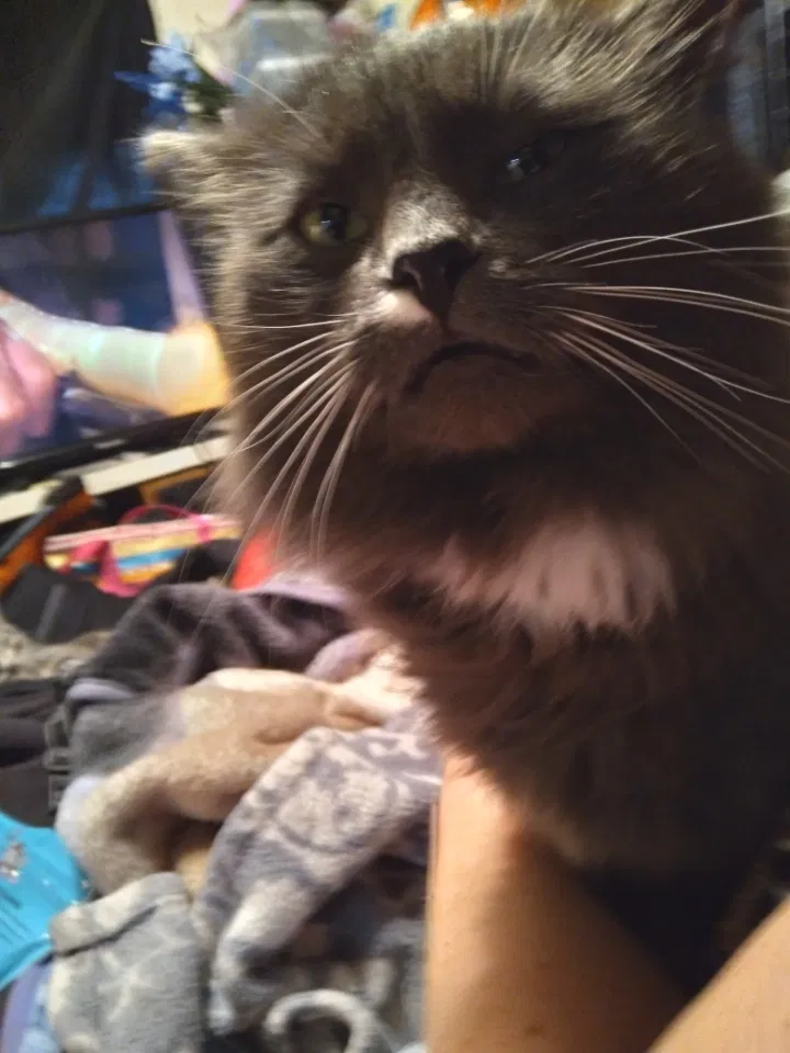 Lost cat in Oak Harbor, WA, 98277