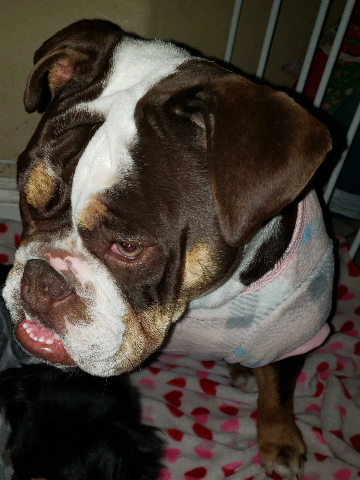 Lost dog in Las Vegas, NV, 89139