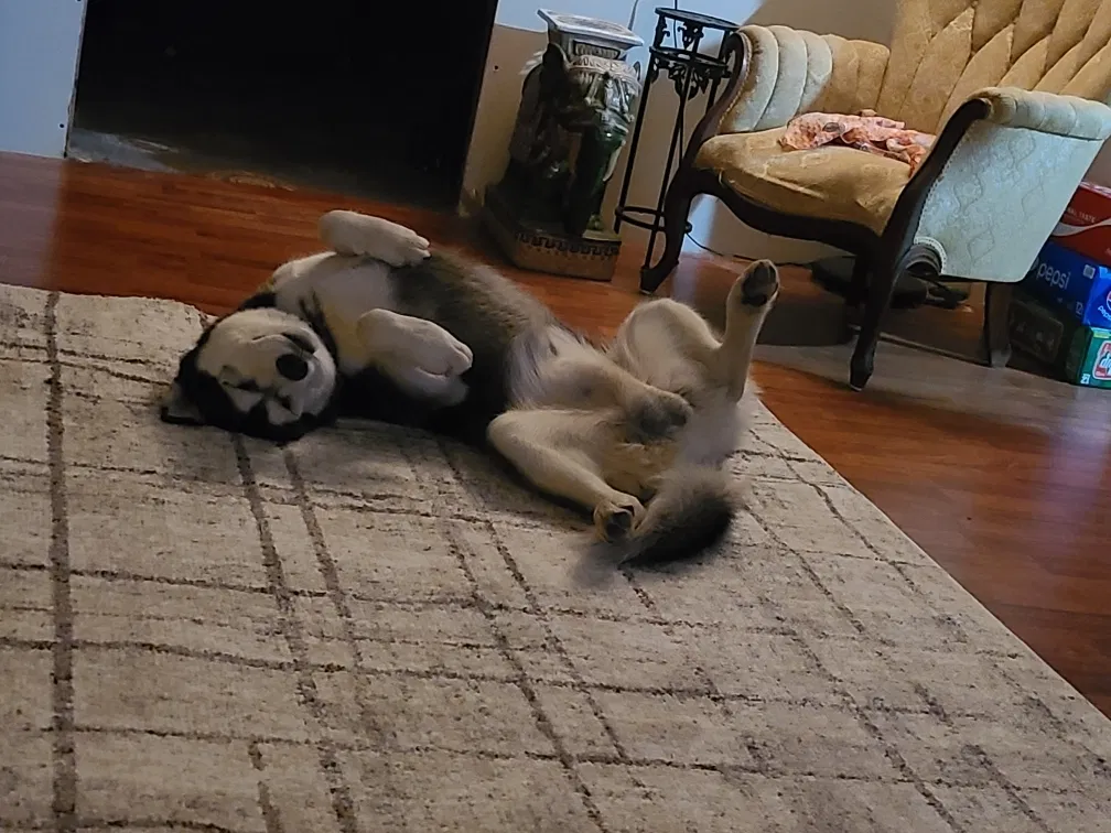 Lost dog in Memphis, TN, 38128