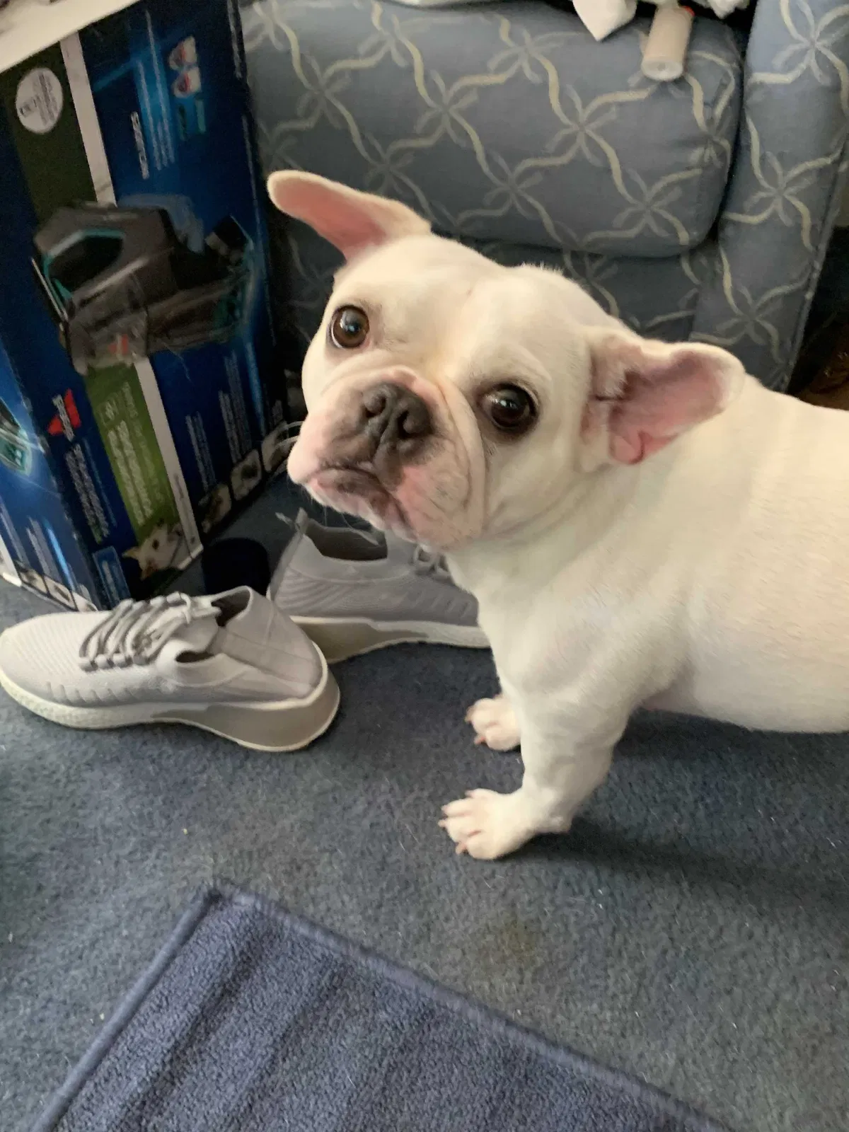 Lost dog in Pompano Beach, FL, 33063