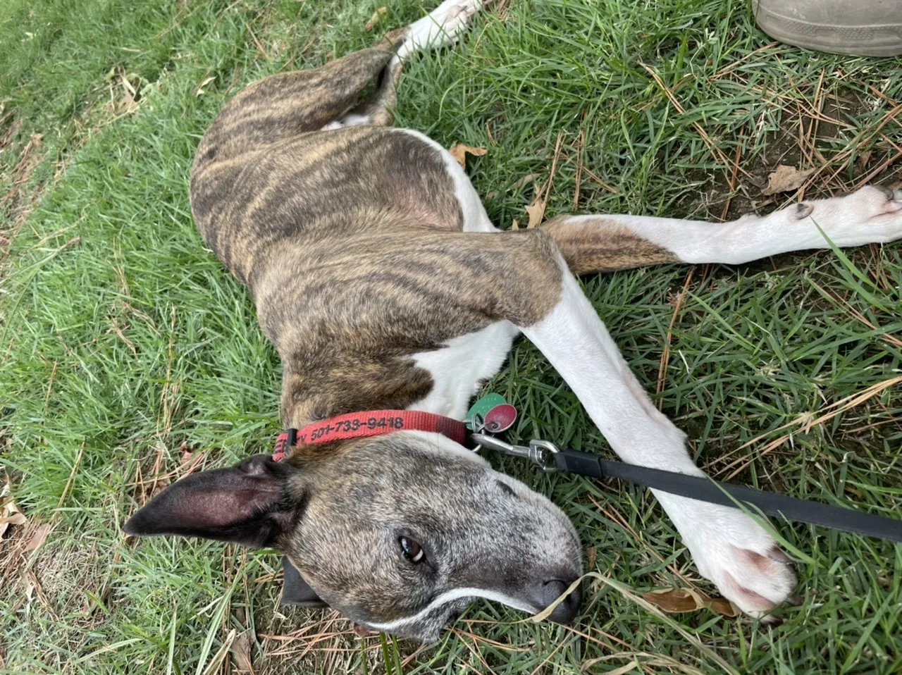 Lost dog in Conway, AR, 72034