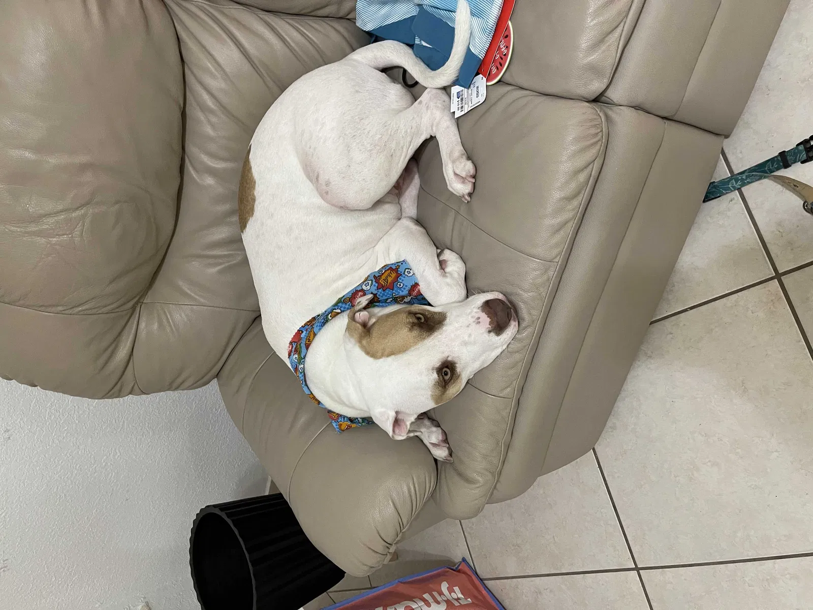 Lost dog in Miami, FL, 33165