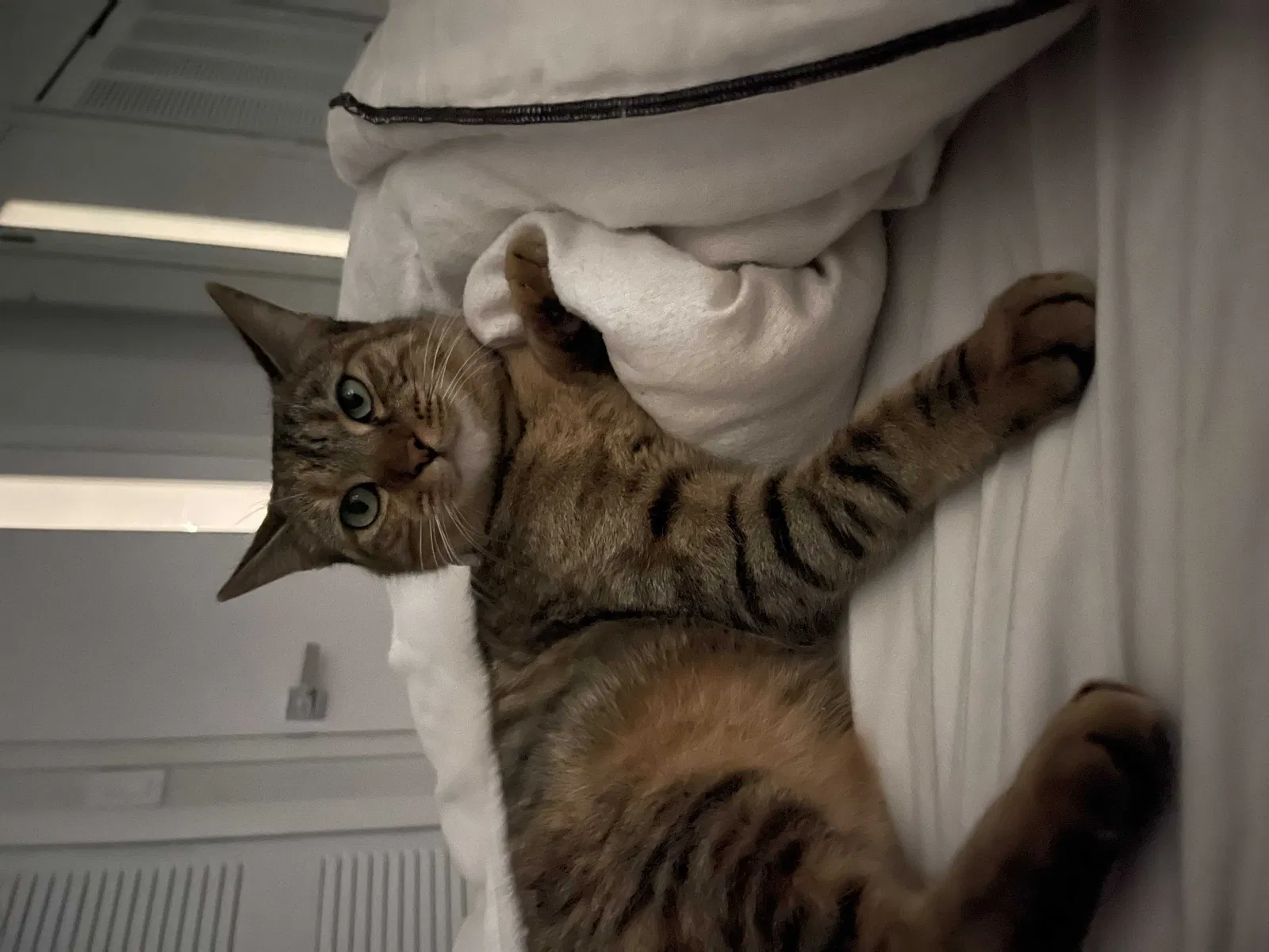 Lost cat in Miami, FL, 33184