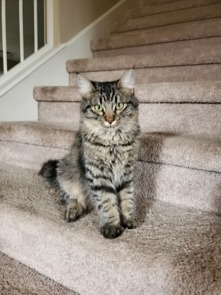 Lost cat in Austin, TX, 78717